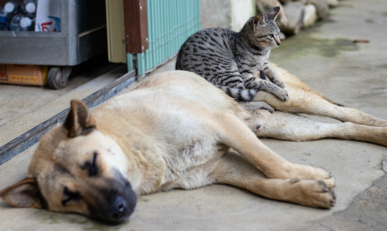 Photographie d'un chat assis sur un chien qui lui est allongé