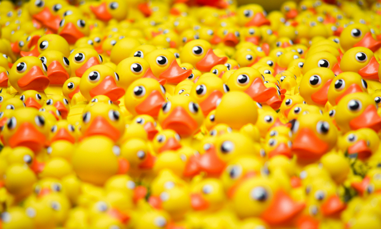 Photograhie de canards en plastique