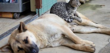 Photographie d'un chat assis sur un chien qui lui est allongé