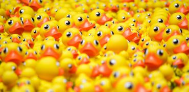 Photograhie de canards en plastique