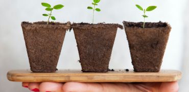 Photographie de 3 plantes sur une planche en bois